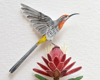Cape sugarbird - Pollinator - bird art - bird - miniature - miniature art - watercolour - paper cut - paper art