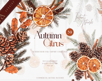 Herfst citrus aquarel clipart, dennenappel, sinaasappel (digitale download)