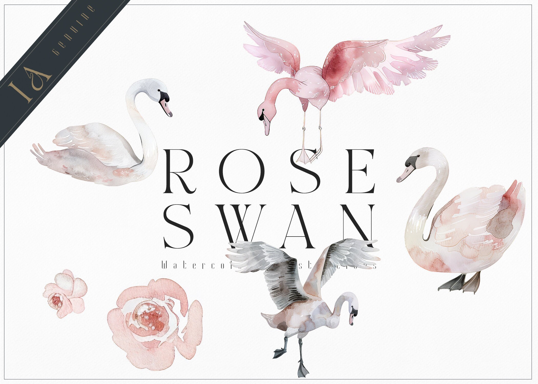 Watercolor Ballerina Clipart – Pink Swan & Rose Set (digital Download ...