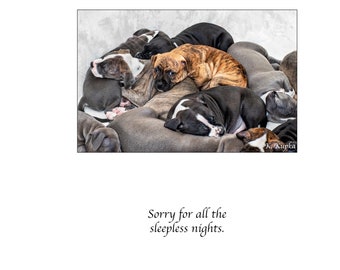 Mother's Day, Apology card, I'm sorry, Worry, Sorry for all the sleepless nights, pit bull, pit bull puppies, pitties, pitbull Kathy Kupka