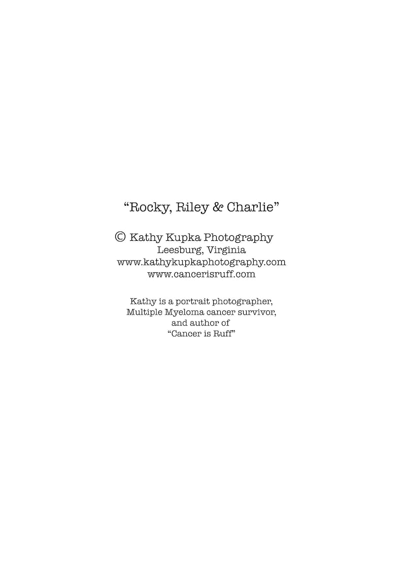Kathy Kupka Not Today Cancer Dog Cards Cancer Doxies Cancer cards Dachshunds
