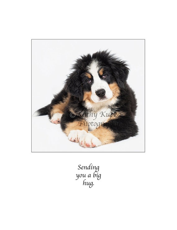 Bernese Mountain Dog, dog card, Encouragement Card, Get Well Card, Get Well  Cards, Dog Cards, Dog Portrait, Humorous Dog Photo, Kathy Kupka