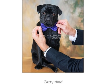 Pug card, party card, celebration, dance, invitation, bow tie, Birthday, congratulations, humorous, photography, announcement, Kathy Kupka