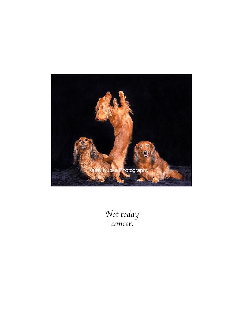 Kathy Kupka Not Today Cancer Dog Cards Cancer Doxies Cancer cards Dachshunds
