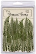 Pressed Feather Fern 16 pieces 