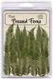 Pressed Feather Fern 16 pieces 