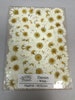 White Daisy 100 count 