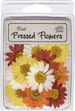 Pressed Dried Fall Harvest Daisies 10 Pieces 