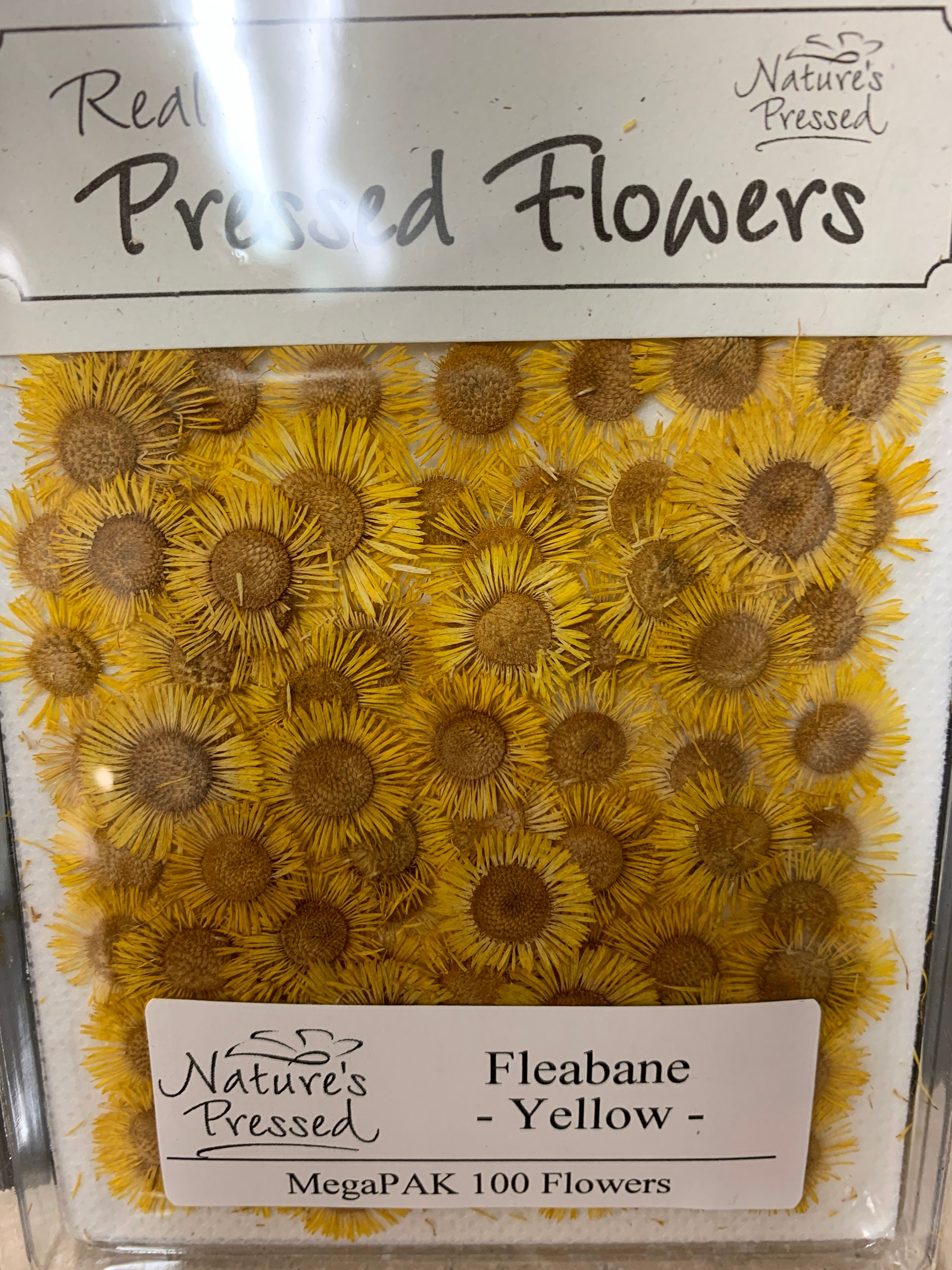 Yellow Fleabane 100 Count