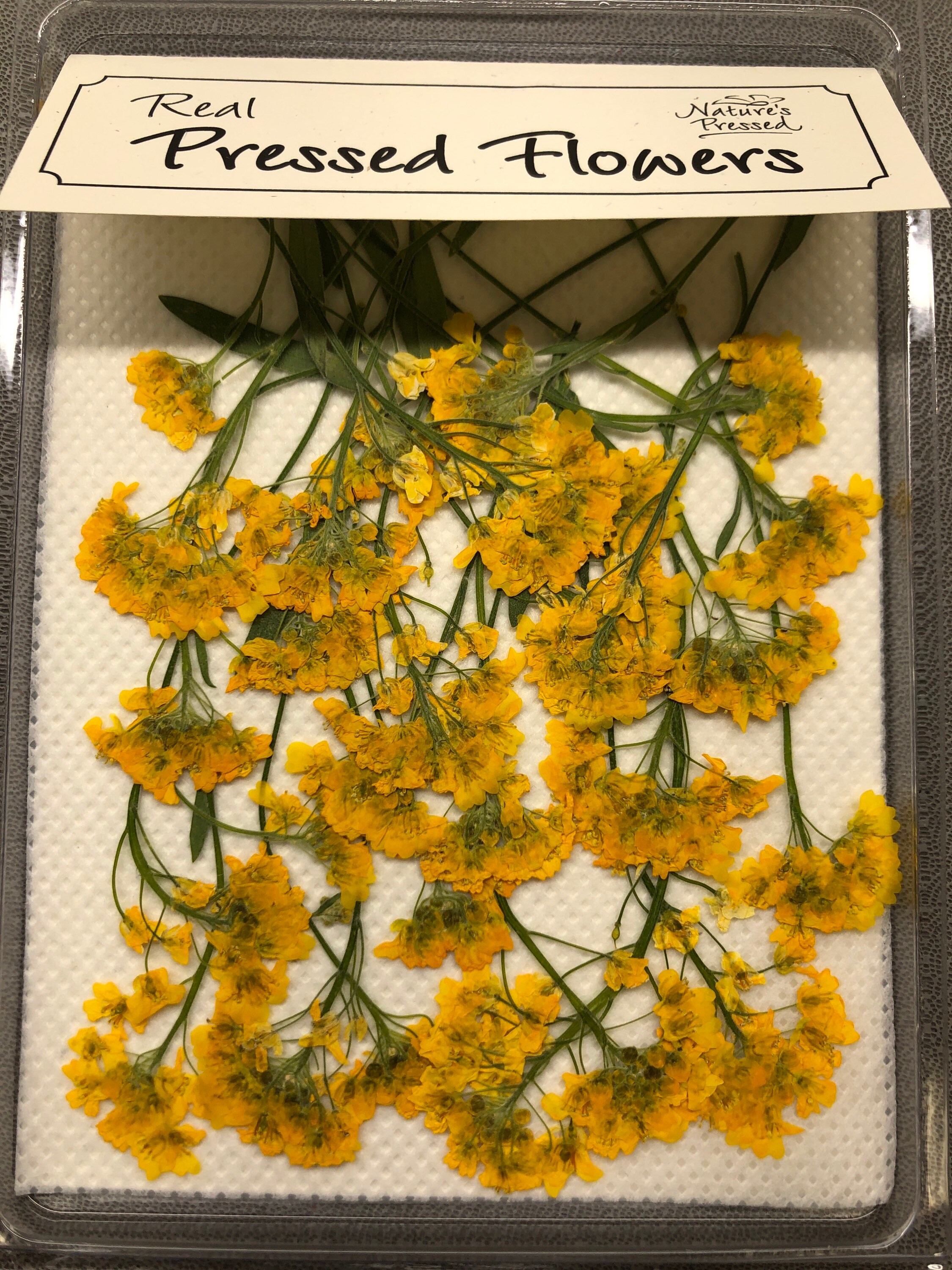 Yellow Alyssum 24 Flowers