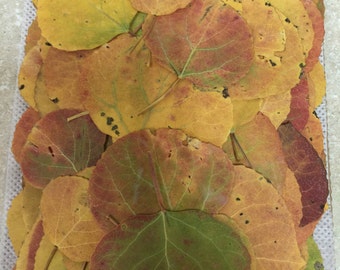 Aspen fall leaves 100 pak