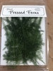 Asparagus Fern - 20 pieces 