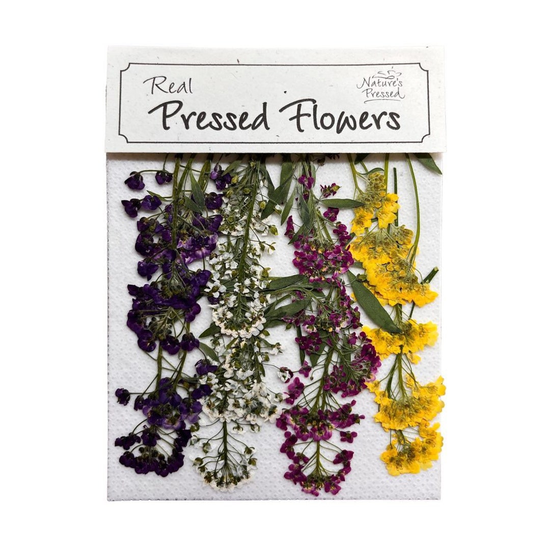 Alyssum Assorted edible 24 Flowers Etsy