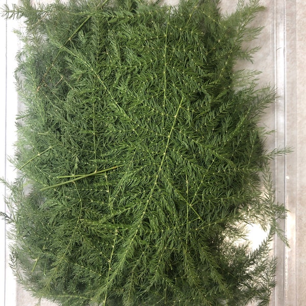 Asparagus Fern Etsy