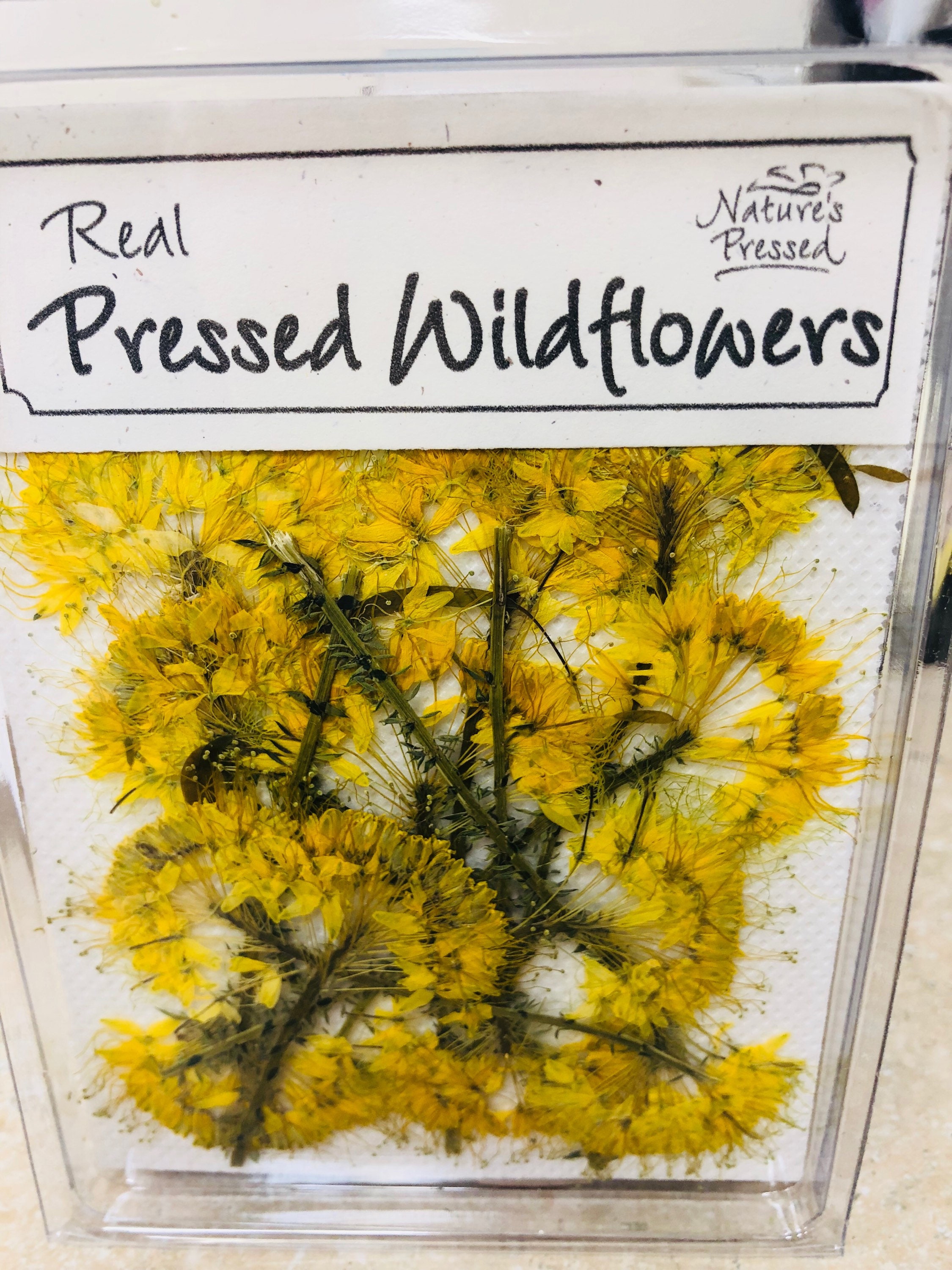 Yellow Beesplant 12 count