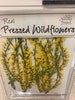 Yellow Sweet Clover 18 Pieces 