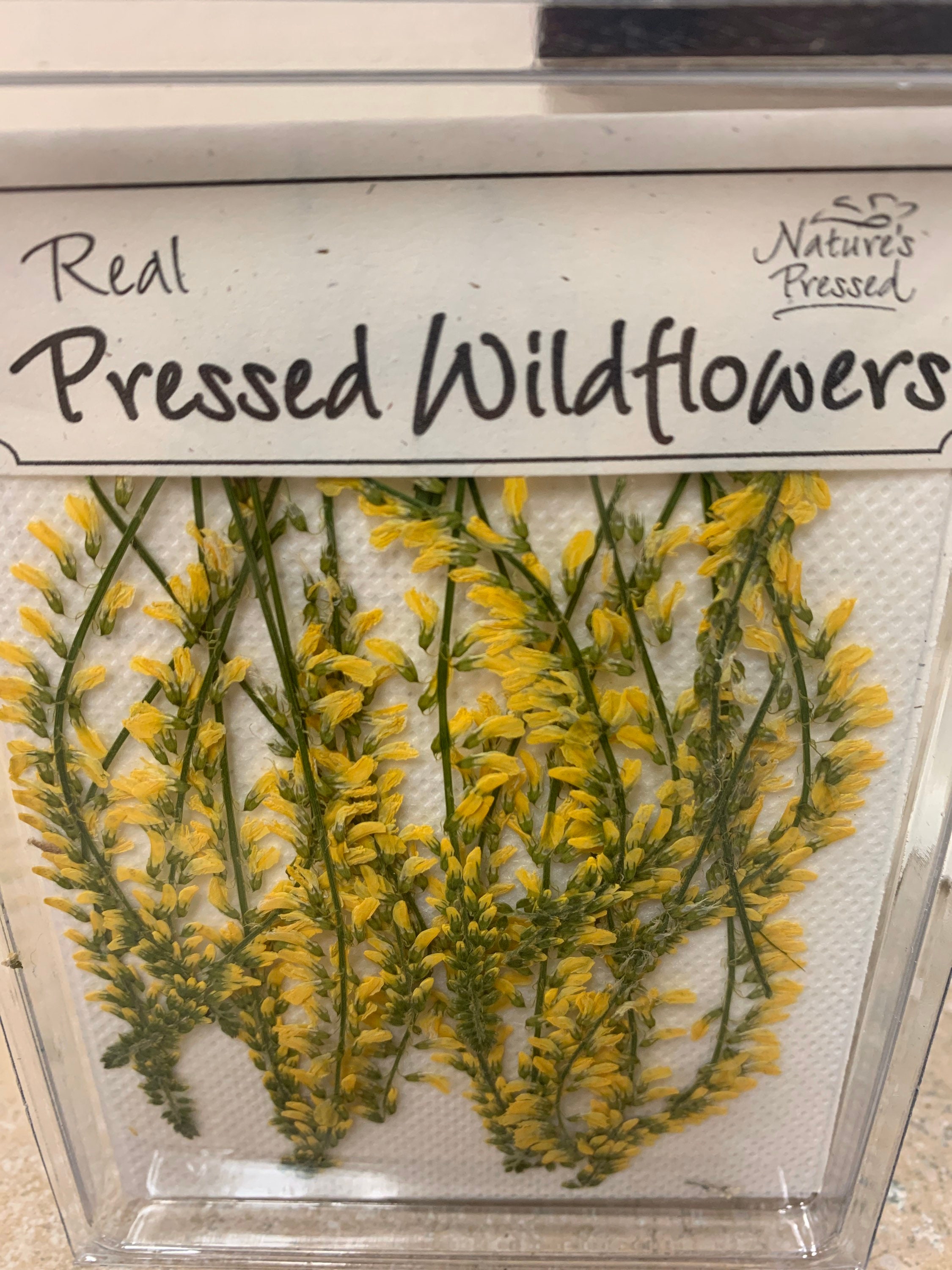 Yellow Sweet Clover 18 Pieces