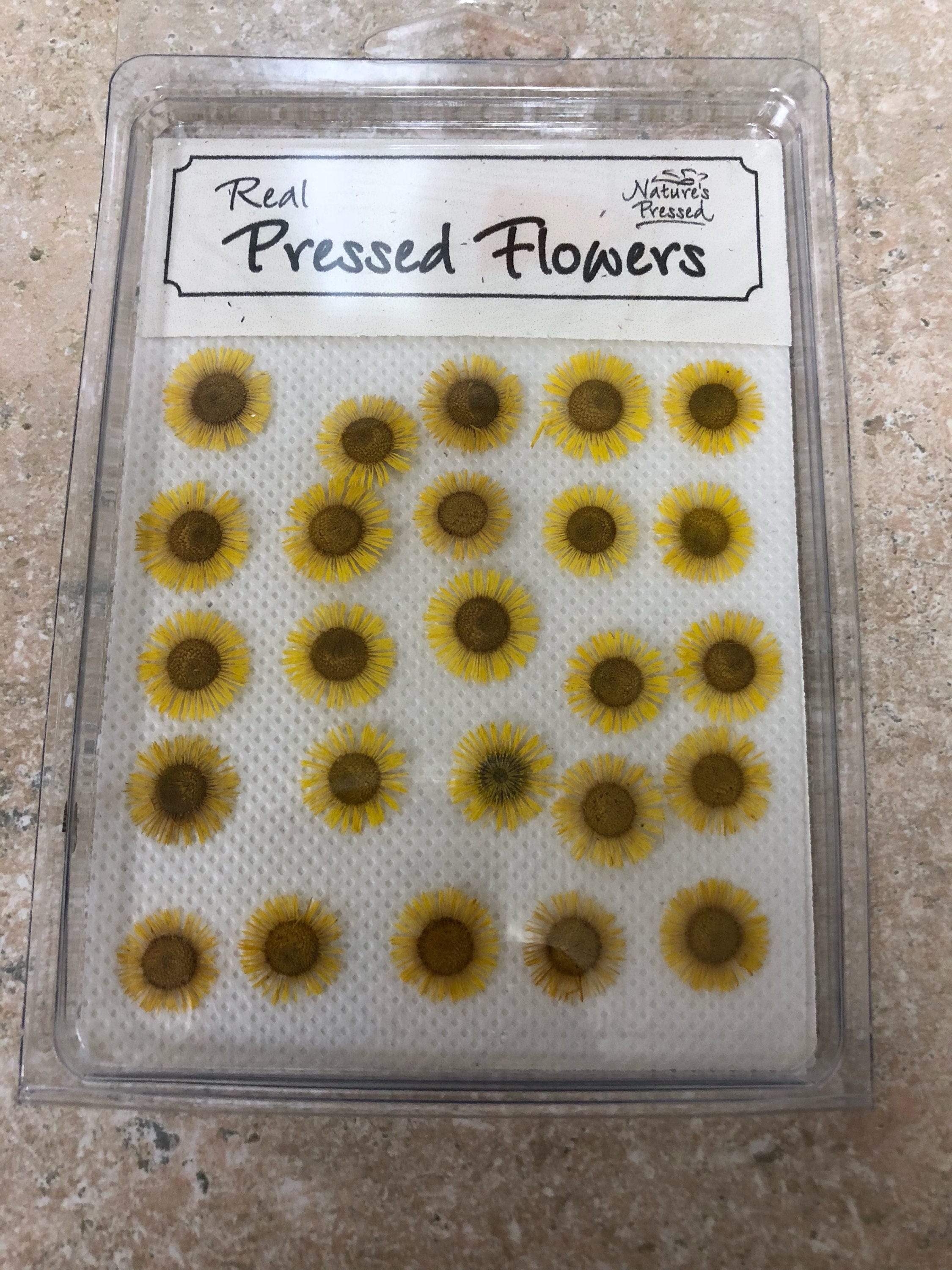 Yellow Fleabane  25 flowers