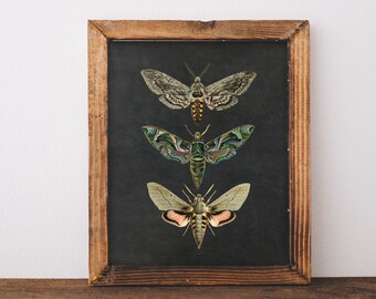 Mixed Media Original 503DF VINTAGE RED AND BLACK BEETLE Upcycled Page Wall Art Wall Hanging INSECT Vintage Dictionary Art Print Home D/écor Art Print