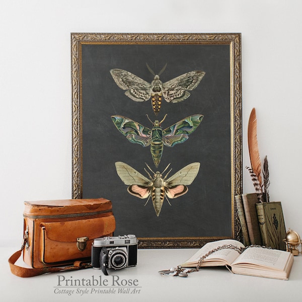 Moth Wall Art, nature wall art, insect art, insect print, home decor, wall decor print, bathroom art, printable art, wall art decor, prints