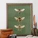 see more listings in the Bees & Insects section