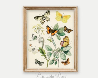 Butterfly Decor for Home, vintage insect prints, antique wall art, wall decor living room, printable butterfly art, art print download