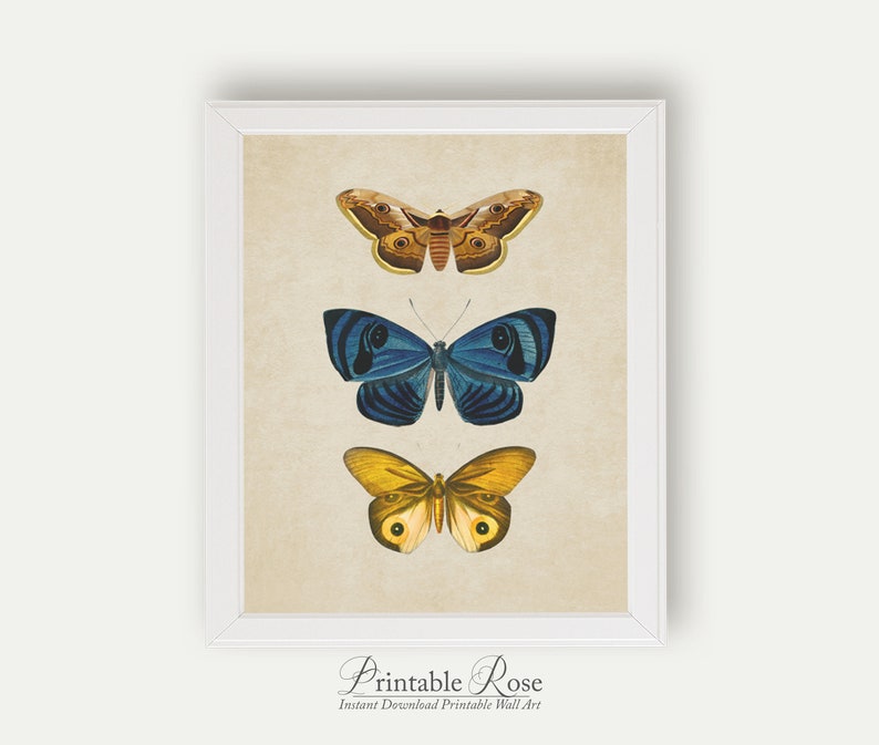 Vintage Butterfly Print, printable vintage wall art, blue home decor, blue wall art, bathroom wall decor, vintage home decor image 4