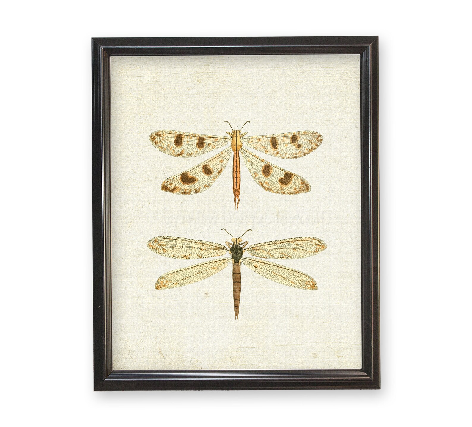Vintage Dragonfly Picture Dragonfly Printable Vintage Wall - Etsy
