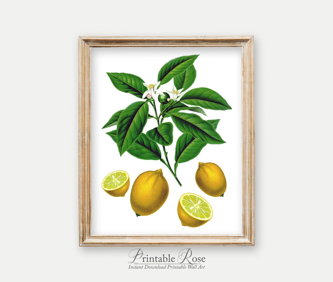 Vintage Lemon Print, Farmhouse Kitchen Wall Art Print, Wall Decor for ...