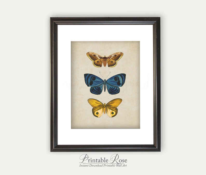 Vintage Butterfly Print, printable vintage wall art, blue home decor, blue wall art, bathroom wall decor, vintage home decor image 5