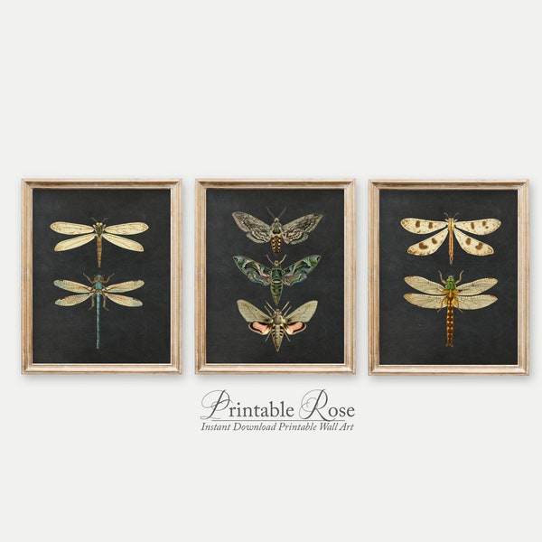 Set of 3 Wall Art, set of 3, wall prints, wall decor, wall art, chalkboard, insect art, insect prints, home gifts, home decor art