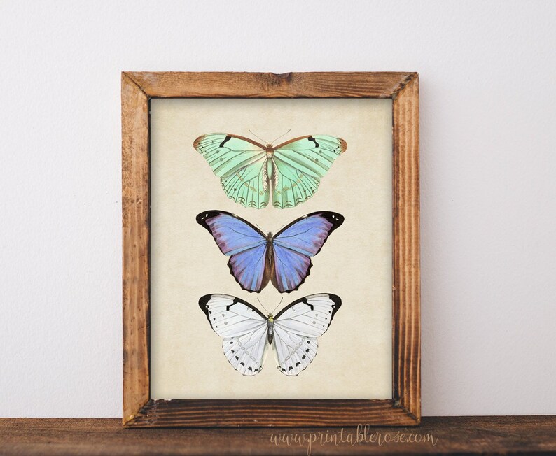 art, butterfly Butterfly wall art, butterfly Wall  vintage art, decor, printables wall printable Art, butterfly print, poster, wall butterfly