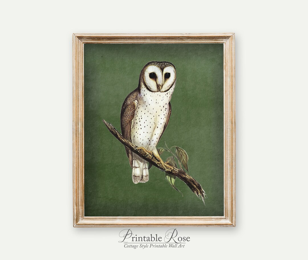 Vintage Bird Prints, Gallery Wall Art Printable, Vintage Owl Wall Decor