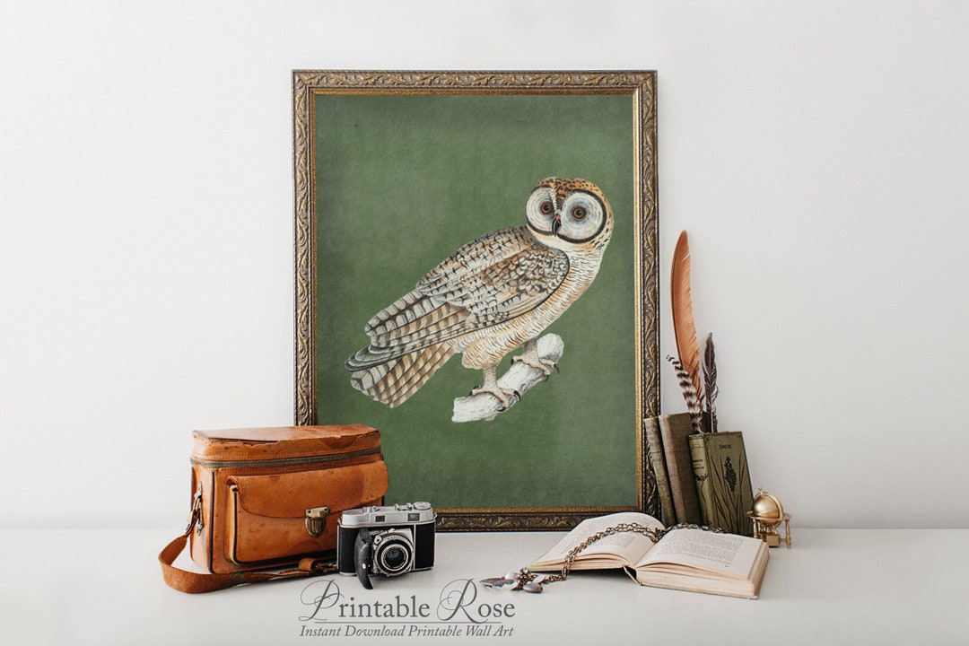 Vintage Owl Prints, Gallery Wall Decor Printable, Vintage Bird Wall