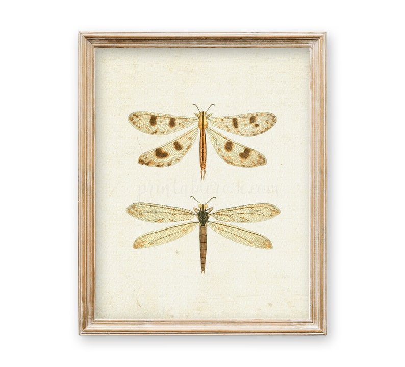 Vintage Dragonfly Picture Dragonfly Printable Vintage Wall - Etsy