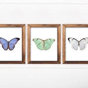 Ensemble de 3 plaques murales papillon de Next