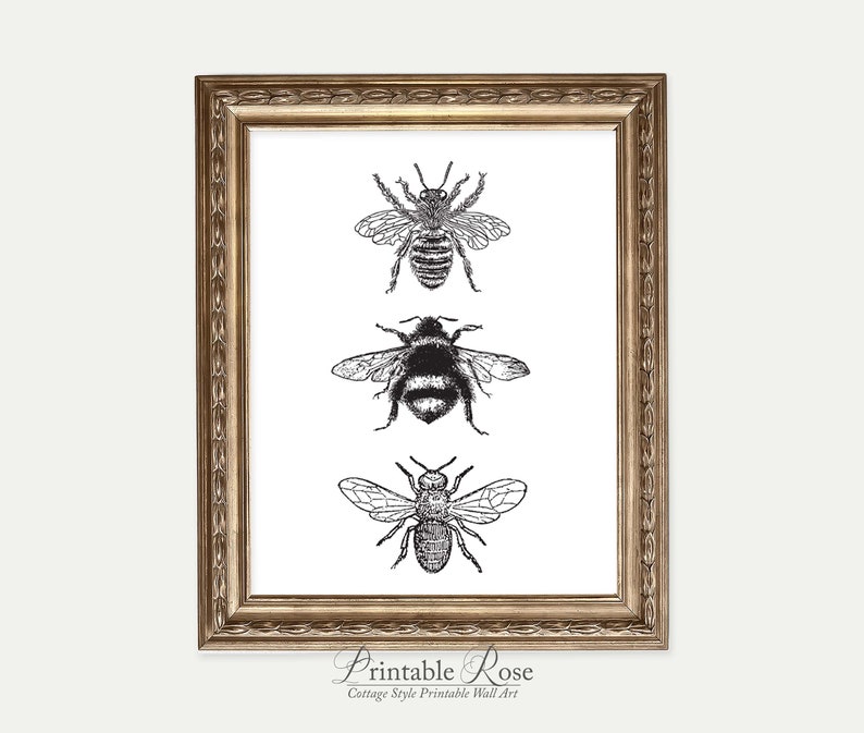 Bee Decor, printable, bee decorations, bee print, bee wall art, bee wall decor, art prints, wall art prints, vintage, wall art printable image 5