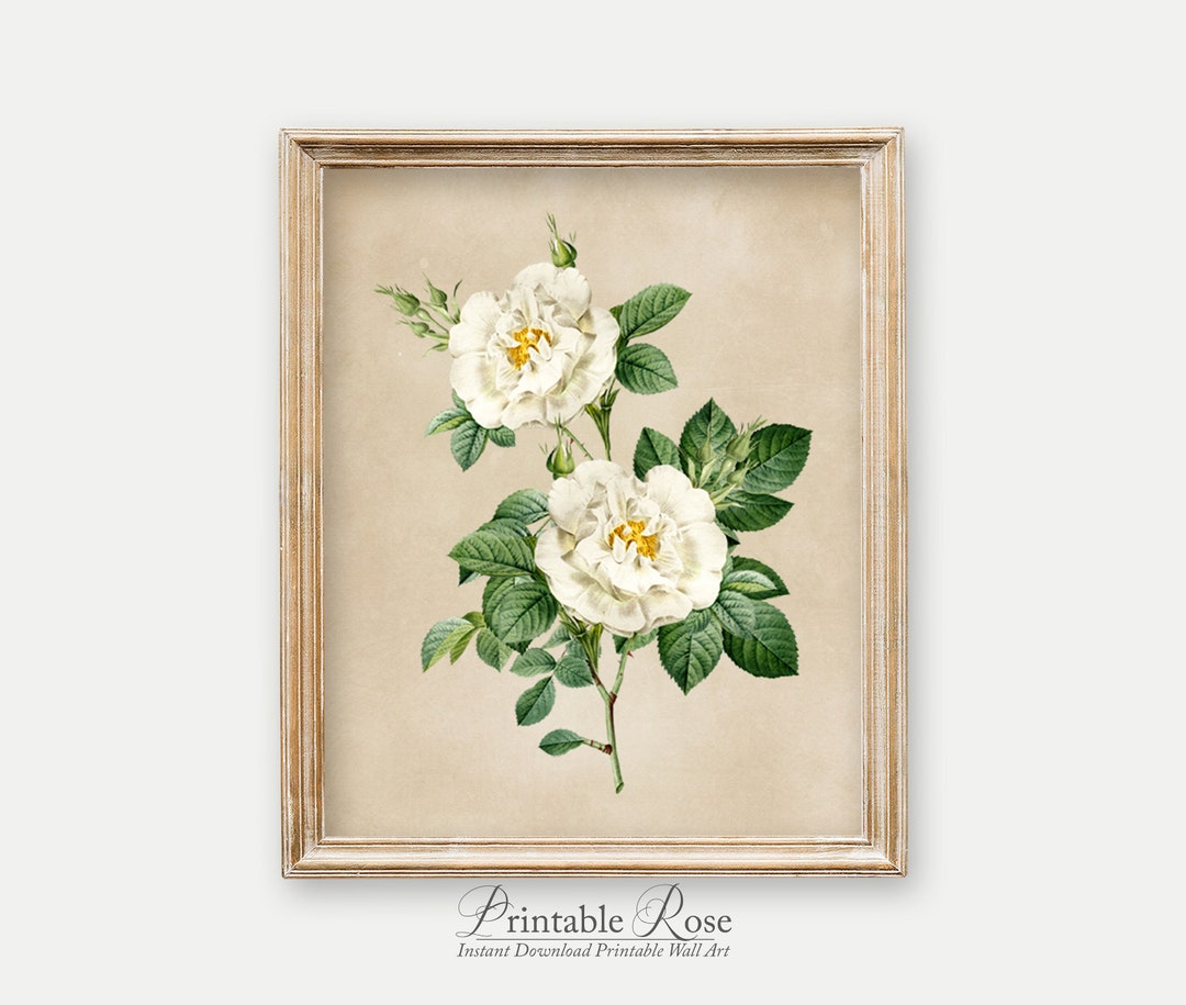 Vintage Wall Decor, White Rose Printable, Aged Paper Background ...