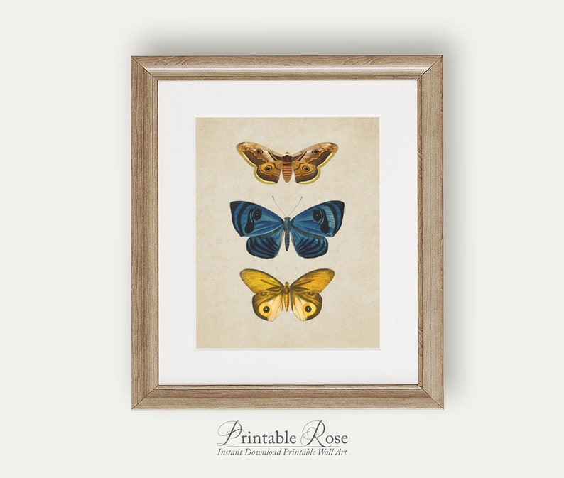 Vintage Butterfly Print, printable vintage wall art, blue home decor, blue wall art, bathroom wall decor, vintage home decor image 8