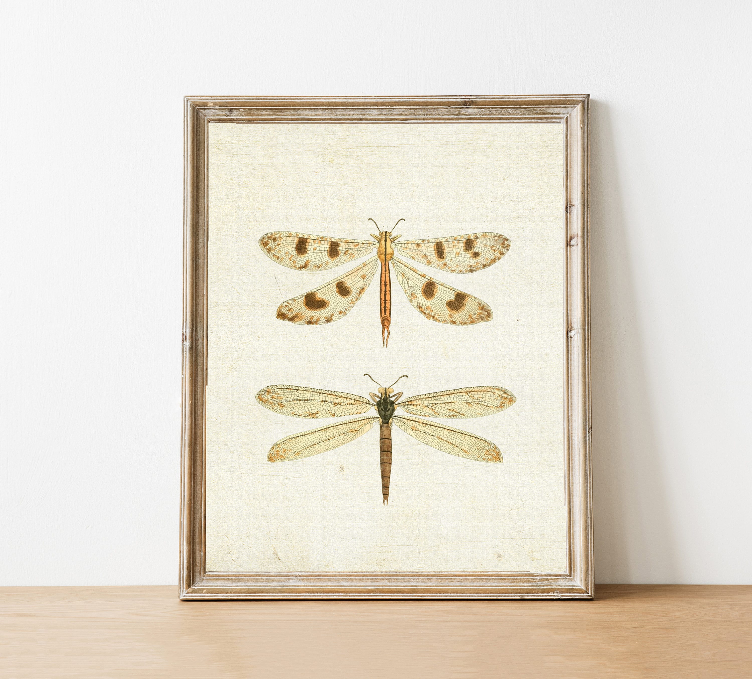 Vintage Dragonfly Picture dragonfly printable vintage wall | Etsy