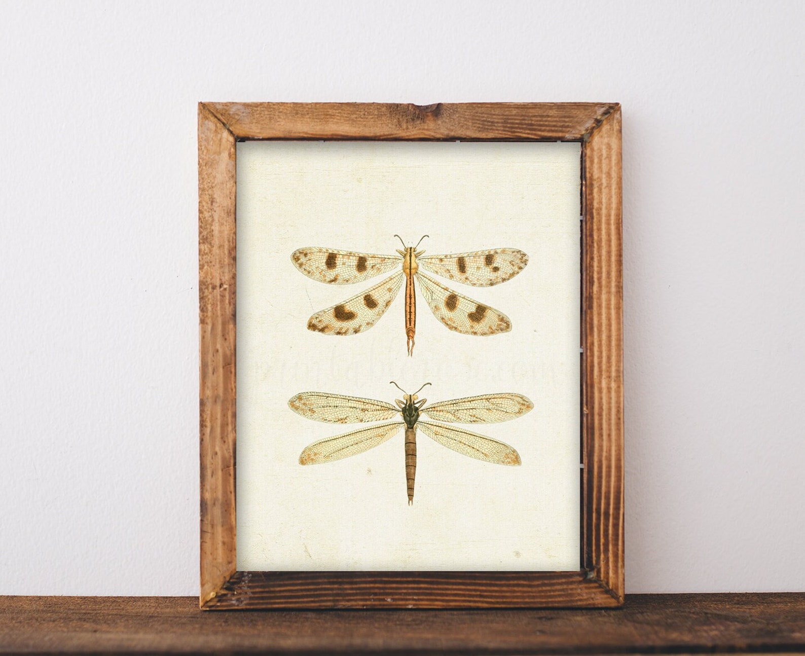 Vintage Dragonfly Picture Dragonfly Printable Vintage Wall - Etsy