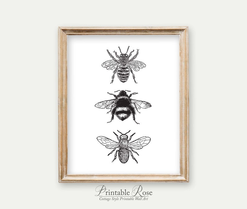 Bee Decor, printable, bee decorations, bee print, bee wall art, bee wall decor, art prints, wall art prints, vintage, wall art printable image 3