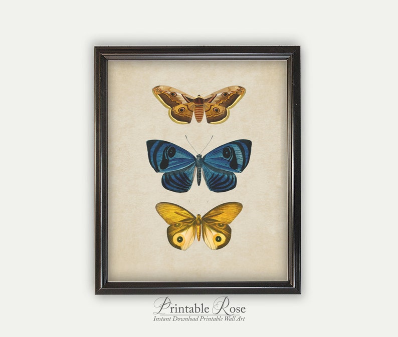 Vintage Butterfly Print, printable vintage wall art, blue home decor, blue wall art, bathroom wall decor, vintage home decor image 6