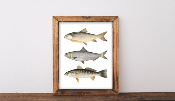 Prints Wall Art Printable Wall Art Fish Art Fish Print Etsy