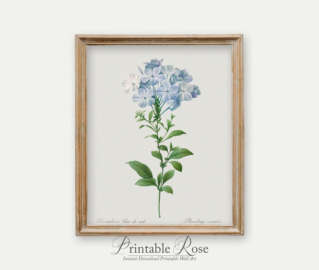 Vintage Blue Flower Print Wall Art Vintage Print Download Flower Wall