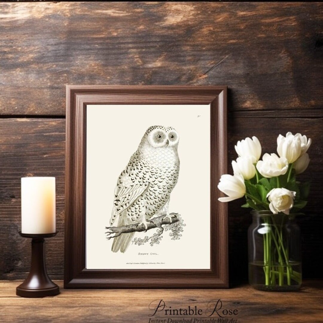 Vintage Owl Decor Printable Wall Art Living Room Gallery Etsy