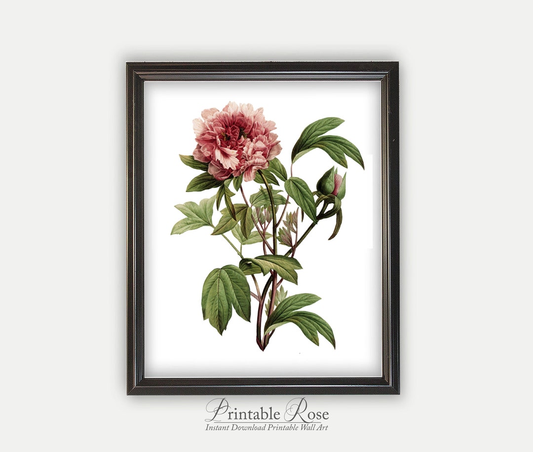 Vintage Rose Wall Art Burgundy Decor Art Print Rose Etsy
