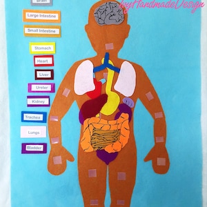 Anatomie/Squelette/Feutre pour organes avec étiquettes/Panneau de flanelle/Mon corps/Science/organes osseux humains/felt story/humain/éducatif/montessori/corps humain/