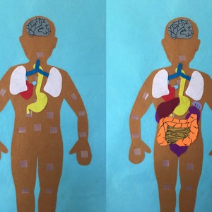 Anatomy/skeleton/organ Felt With Labels/flannel Board/my Body/science ...