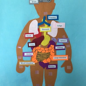 Anatomy/Skeleton/Organ Felt With Labels/Flannel Board/My Body/Science/human bone organs/felt story/human/educational/ montessori/human body/
